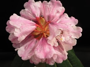 Rhododendron sutchuenense geraldii