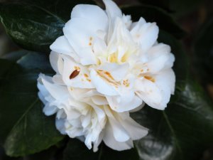 Camellia japonica ‘Gauntlettii’
