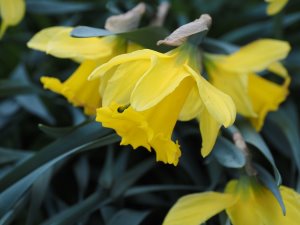 Narcissus ‘King Alfred’
