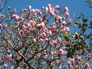 Magnolia x soulangeana ‘Brozzoni’