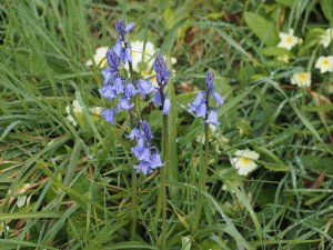 Bluebells