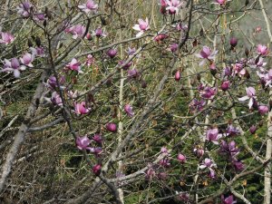 Magnolia campbellii var. mollicomata ‘Peter Borlase’