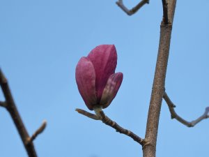 Magnolia ‘Pastel Sunset’ x Magnolia ‘Genie’