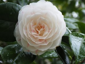 Camellia japonica ‘Maiden’s Blush’