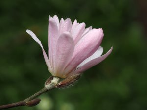 Magnolia stellata ‘Rosea’