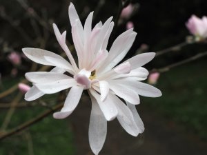 Magnolia stellata ‘Rosea’