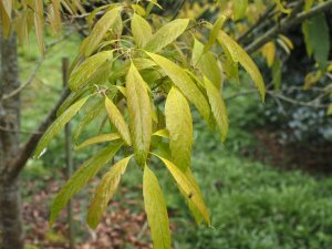 Quercus stenophylloides
