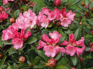 Rhododendron ‘Wine & Roses’