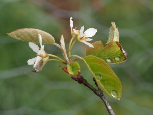 Amelanchier alnifolia ‘Pumila’