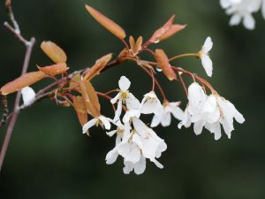 Amelanchier grandiflora ‘Robin Hill’