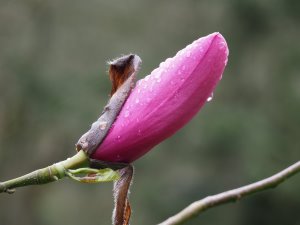 Magnolia ‘Atlas’ x Magnolia sargentiana