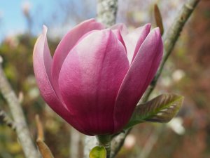 Magnolia ‘Black Tulip’ x Magnolia ‘Serene’