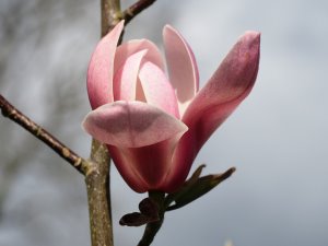Magnolia ‘Columnar Pink’