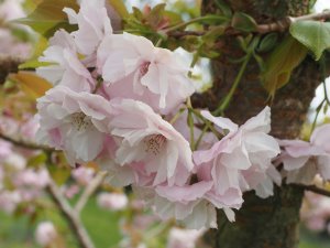 Prunus matsumae ‘Hanaguruma’