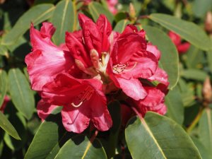 Rhododendron ‘Lady Montague Group’