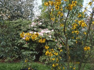 Sophora microphylla ‘Sun King’ and Rhododendron loderi ‘King George’