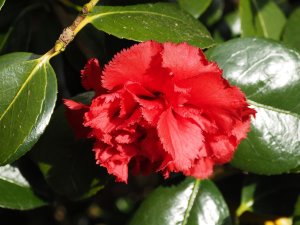 Camellia japonica ‘Clark Hubbs’
