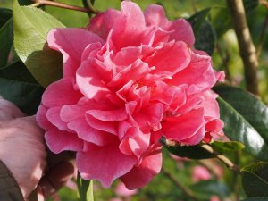 Camellia reticulata ‘Debut’