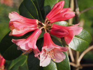 Rhododendron haemaleum var. atrorubum