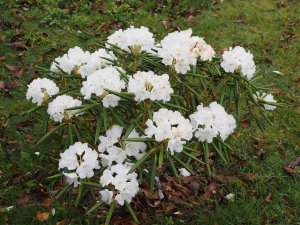 Rhododendron hyperythrum ‘Omo’