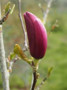 Magnolia ‘Black Tulip’ x Magnolia liliiflora ‘Holland Red’