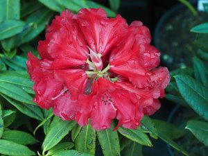 Rhododendron ‘Taurus’