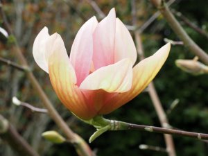 Magnolia ‘Apricot Brandy’