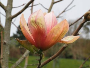 Magnolia ‘Apricot Brandy’