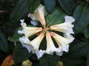 Rhododendron ‘Chip Luma’