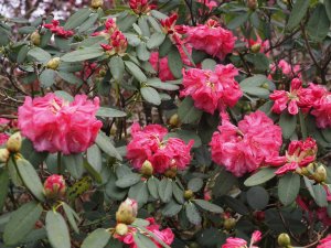 Rhododendron morii x Rhododendron euchates