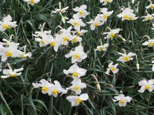 pheasant eye daffodils