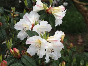 Rhododendron edgeworthii