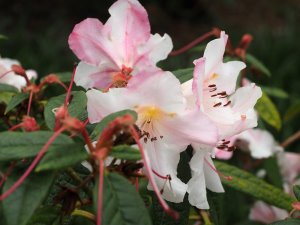 Rhododendron ‘Elsie Frye’