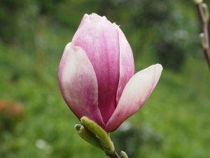 Magnolia ‘Serenade’