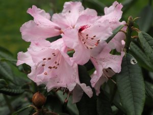 Rhododendrons species