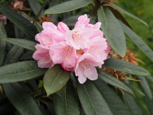 Rhododendrons species