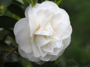 Camellia japonica ‘Primavera’