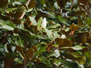 Magnolia grandiflora ‘Symes Select’
