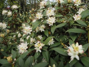 Rhododendron hanceanum