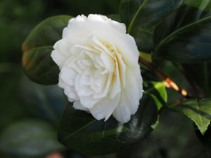 Camellia japonica ‘Golden Anniversary’