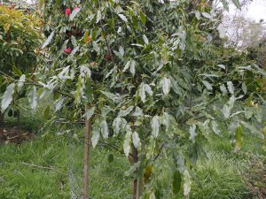 Magnolia (Michelia) compressa
