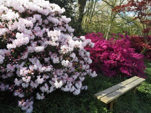 Rhododendron ‘Tinner’s Blush’