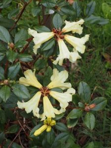 Rhododendron burmanicum