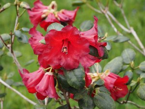 rhododendron species