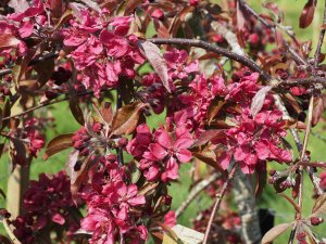 Malus x purpurea ‘Crimson Cascade’