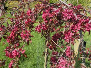 Malus x purpurea ‘Crimson Cascade’