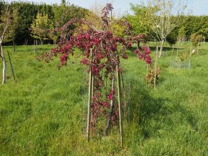 Malus x purpurea ‘Crimson Cascade’