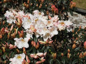 Rhododendron ‘Fragrantissimum’