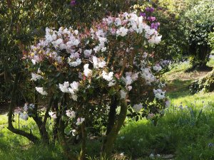 Rhododendron williamsianum x Rhododendron decorum