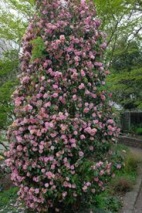 Camellia ‘Spring Festival’